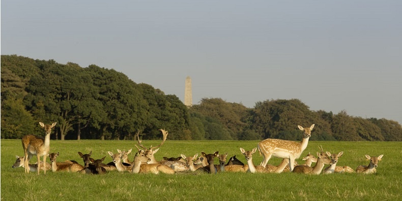 Dublino Phoenix Park