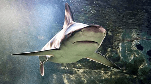 Dublino acquario