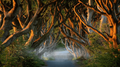 irlanda del nord the dark hedges