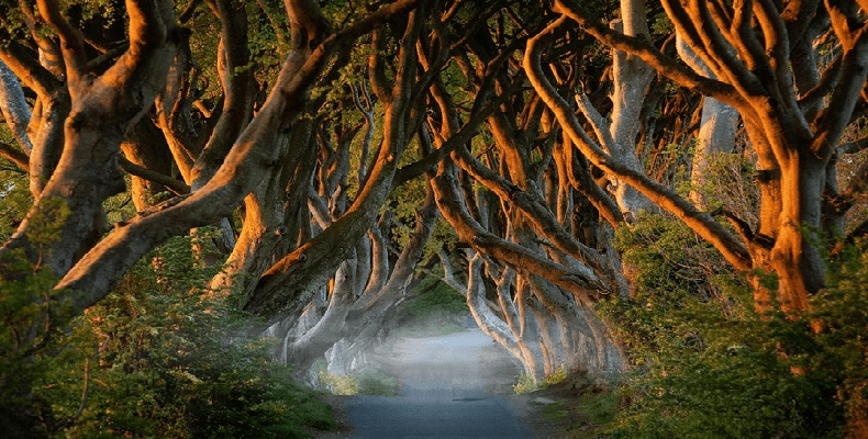 irlanda del nord the dark hedges