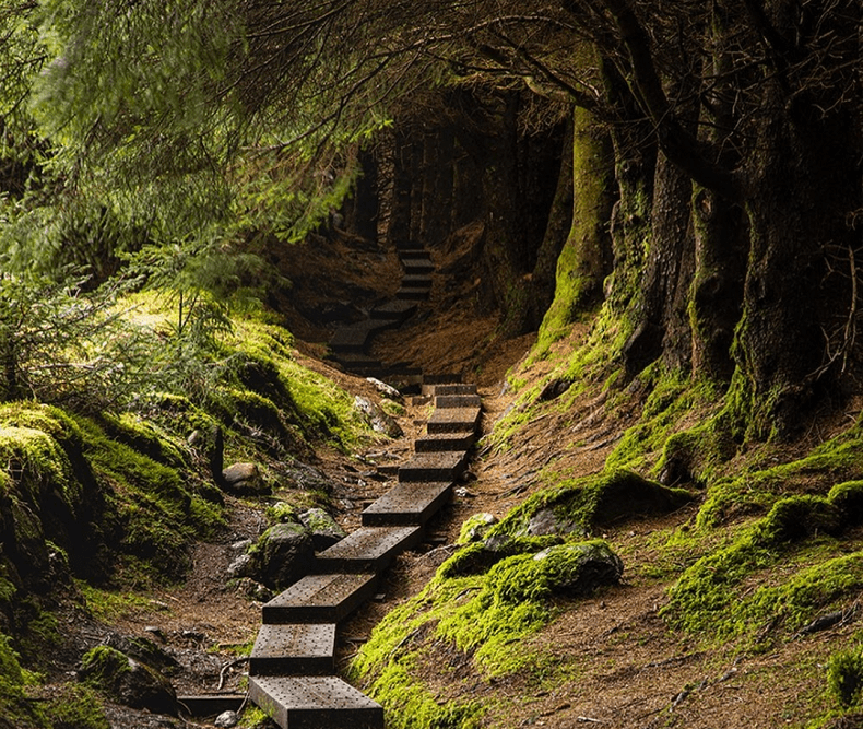 irlanda, foto di ballinastoe wood