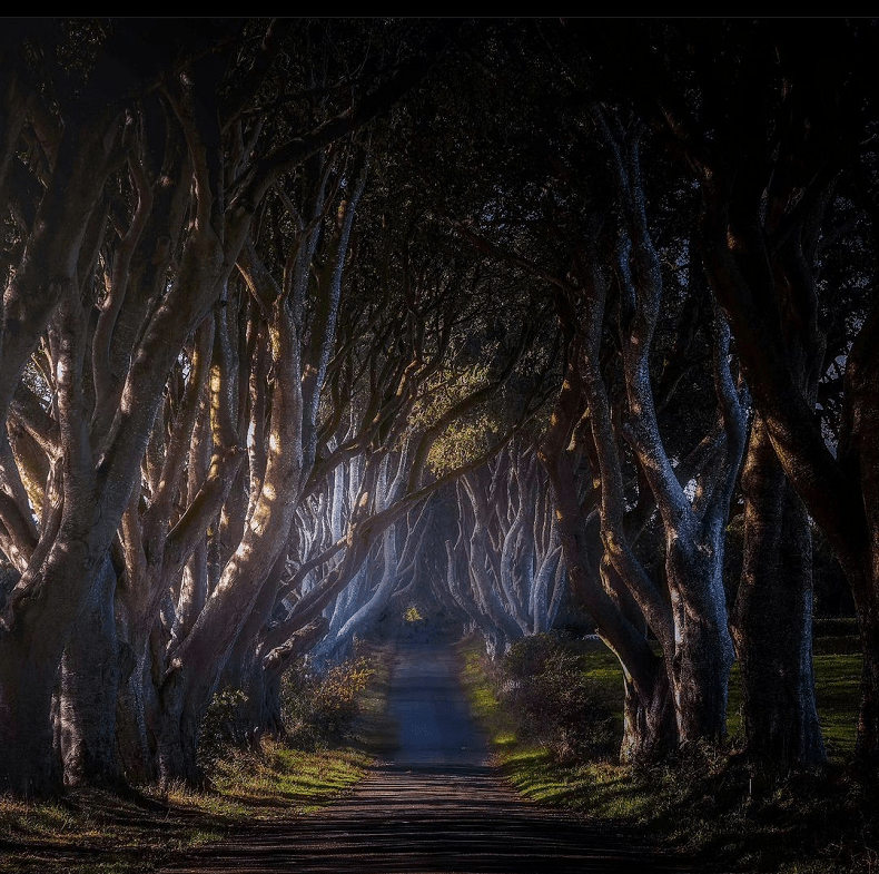 foto di dark hedges in irlanda del nord