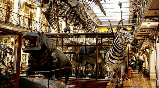 museo di storia naturale per bambini a dublino